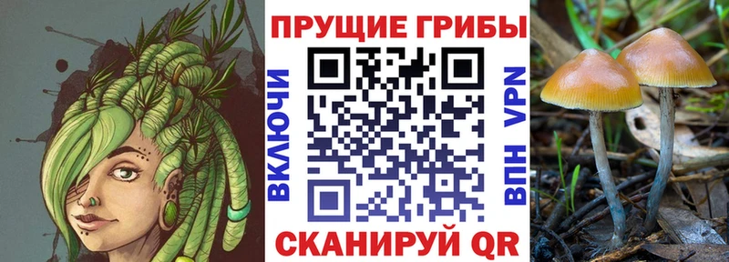 как найти закладки Рубцовск Псилоцибиновые грибы ЛСД